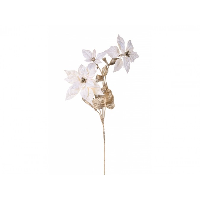 Poinsettia Cream - Gold