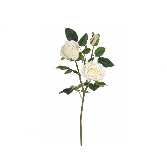 White Rosa x 3